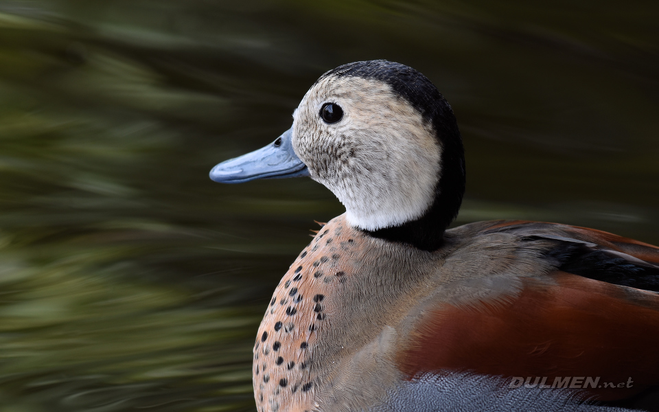 Ringed Teal (male, Callonetta leucophrys)